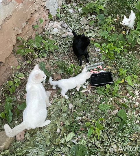 Котята разных возрастов