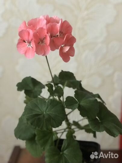 Пеларгония герань