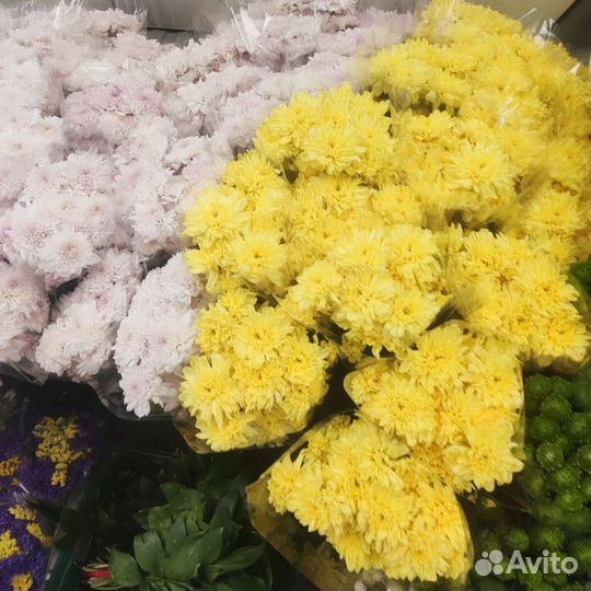 Цветы оптом хризантема местная