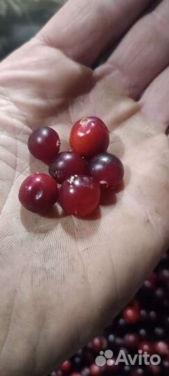 Клюква свежая