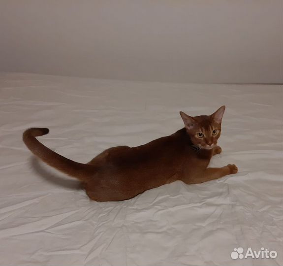 Абиссинский кот на вязку