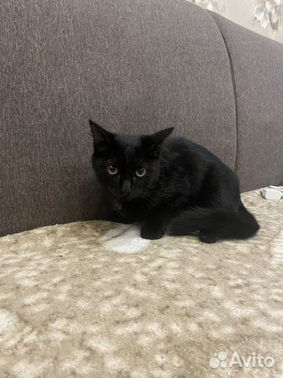 Котики бесплатно