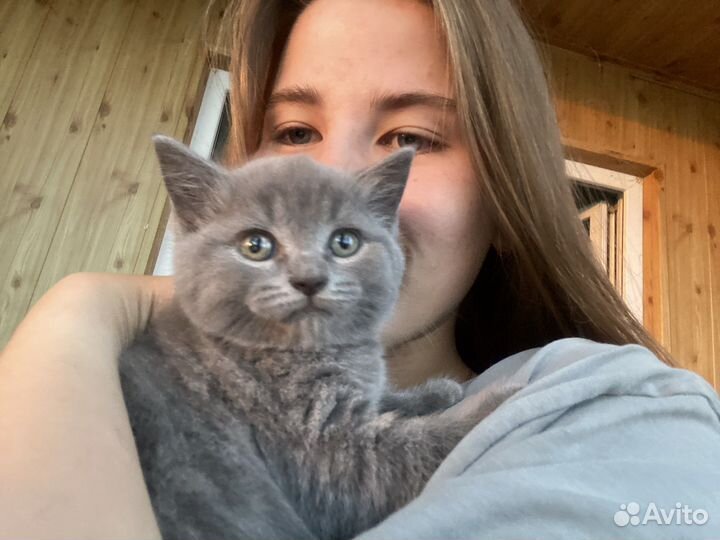 Шотланский котенок