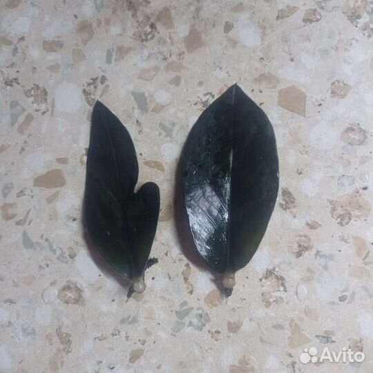 Замиокулькас равен