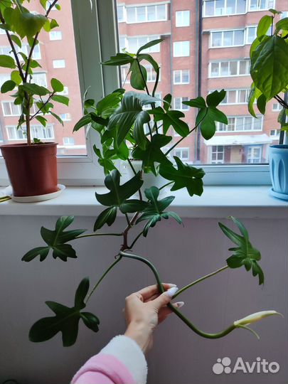 Филодендрон гитаровидный (дваждыперистолистный)