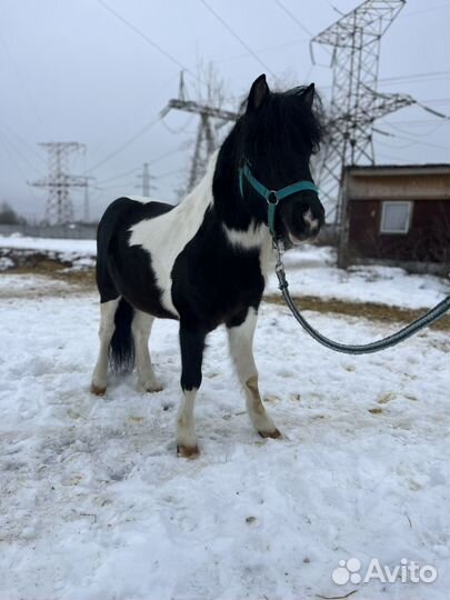 Лошадь пони класс