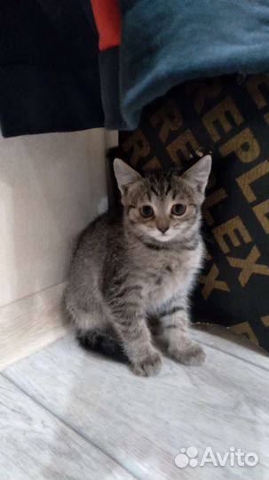 Кошки в добрые руки