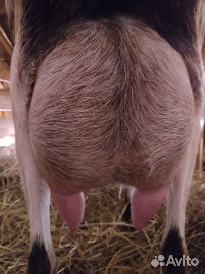 Козлята чп альпийские, коза и козел