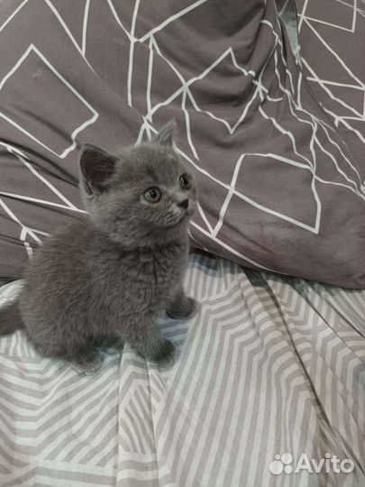 Британская короткошерстная кошка