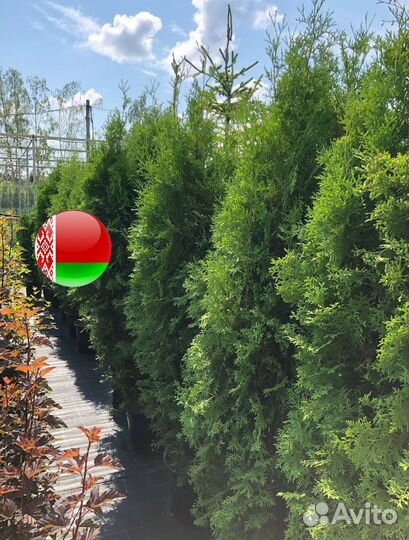 Туя для изгороди