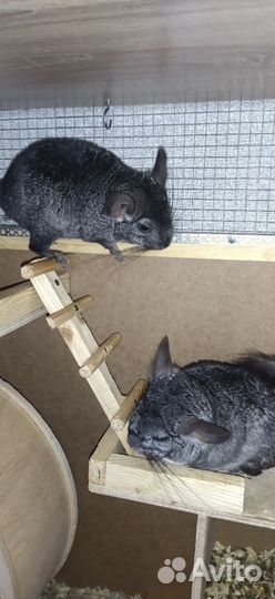 Семья шиншилл