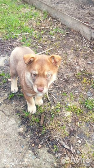 Щенок в добрые руки