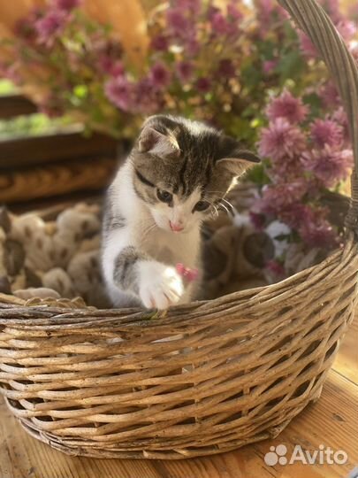 Котик в добрые руки