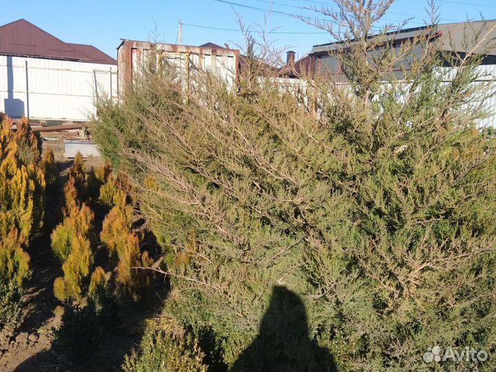 Можжевельник вергинский