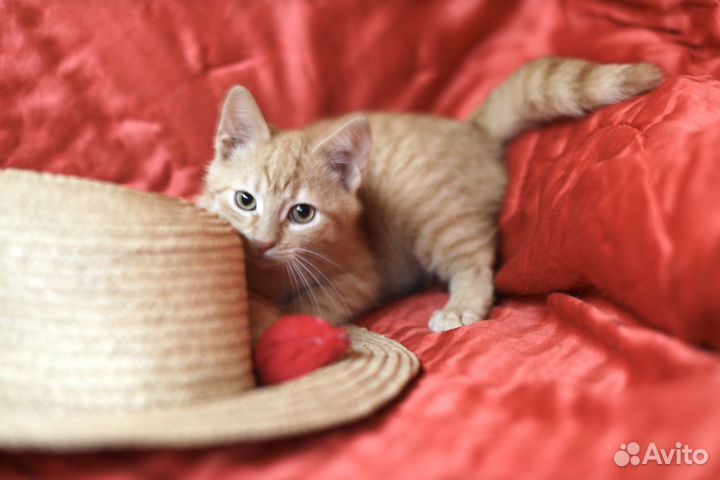Рыжий котенок ищет дом