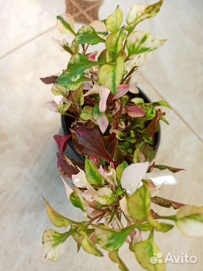 Комнатные растения