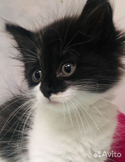Котенок