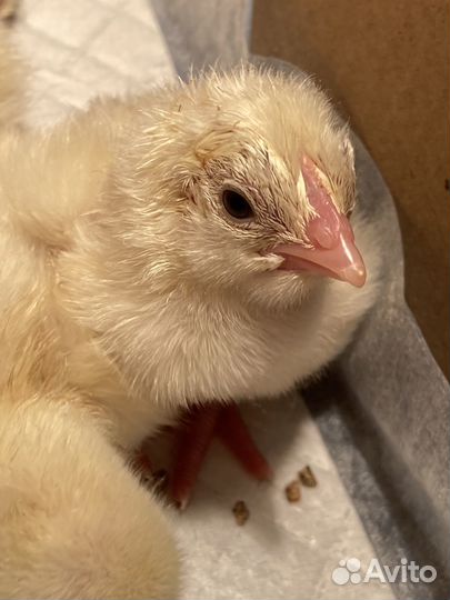 Цыплята бройлеры