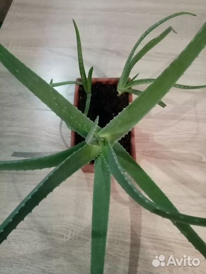 Комнатные растения алоэ