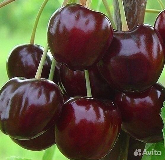 Черешня Валерий Чкалов