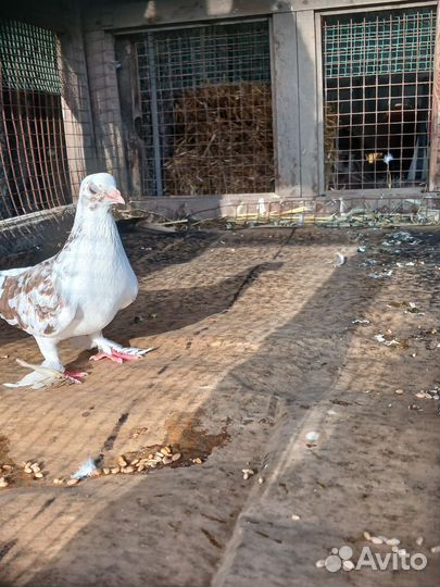 Продажа голубь пародесты