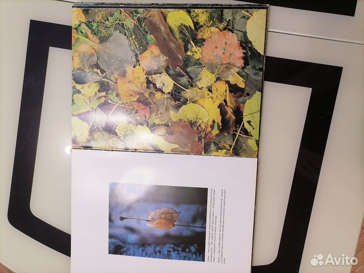 Мелодии русского леса