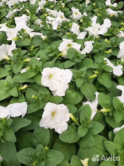 Рассада цветов. Петуния, тагетес, колеус, и др