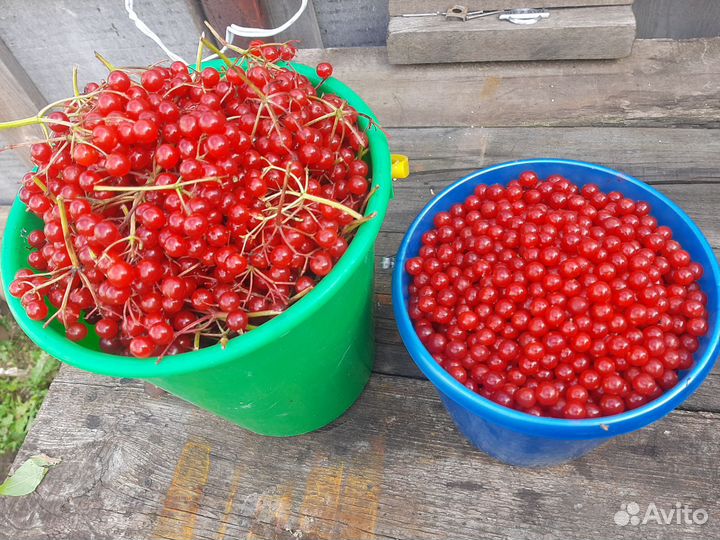 Калина ягода,шиповник сухой,травы лекарственные