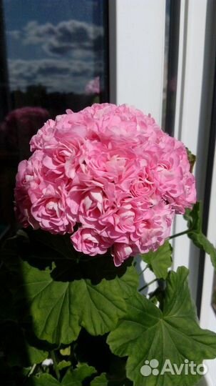 Пеларгония сортовая (герань)