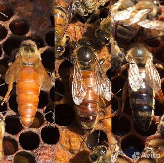 Пчелы матки