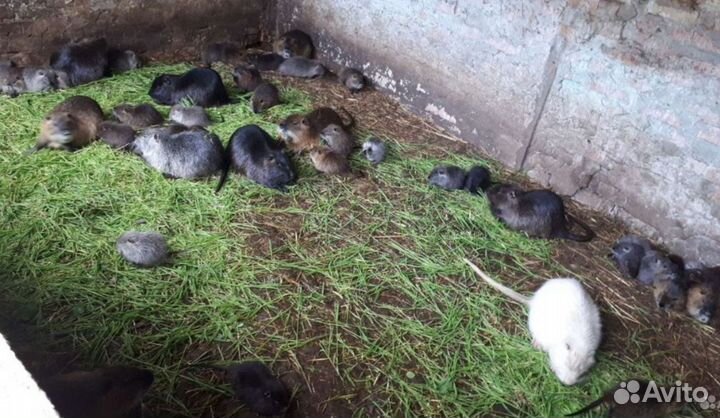 Нутрии на племя