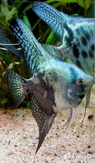 Есть новые рыбки