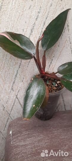 Филодендрон розовая принцесса
