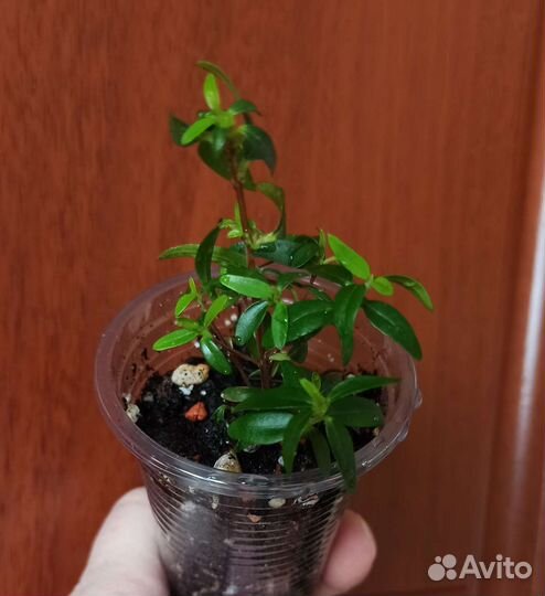 Красивые растения