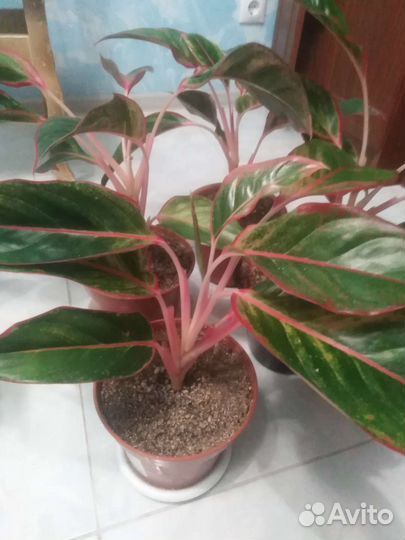 Аглаонема Крит