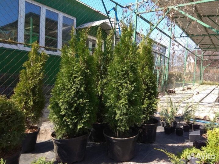 Саженцы туи Смарагд