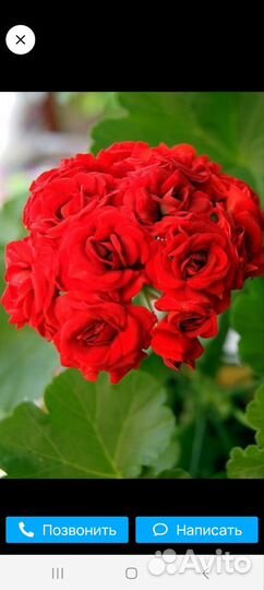 Пеларгония герань сортовая