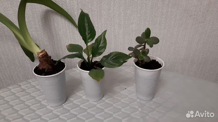 Женское счастье, гиппеаструм, денежное дерево