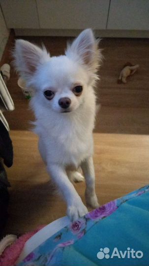 Вязка кобель чихуахуа