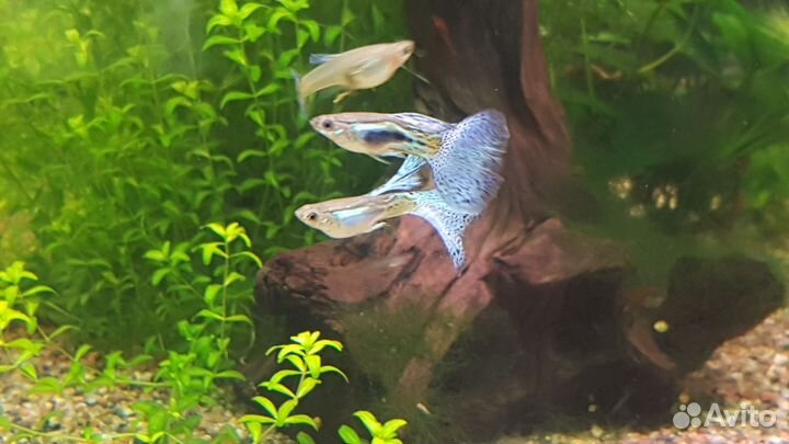 Гуппи Голубая трава чистая линия