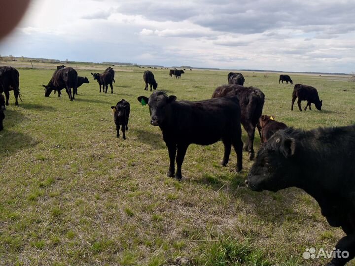 Тёлки абердин-ангус