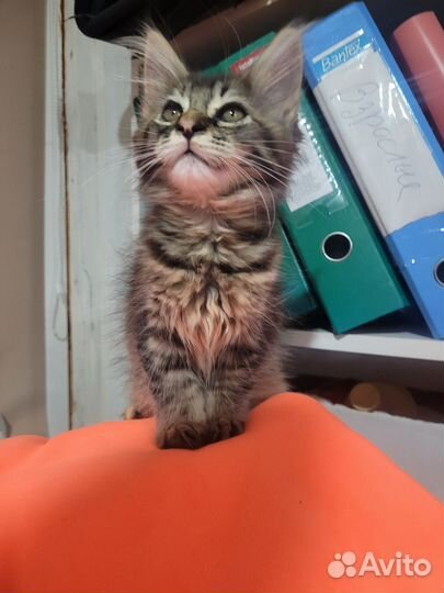 Котята мейн-кун в добрые руки