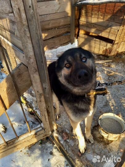 Кобель в добрые руки