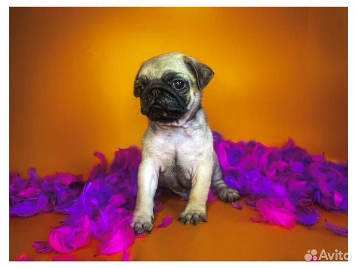 Щенки мопса