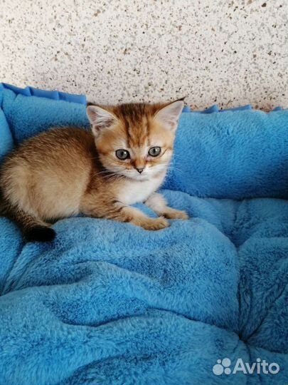 Золотая шиншилла. Котята. Доставка