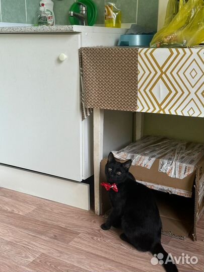 Черный котенок в добрые руки