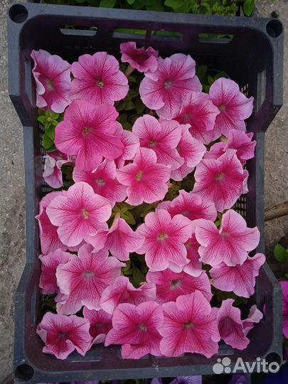 Петуния кустовая, крупноцветковая