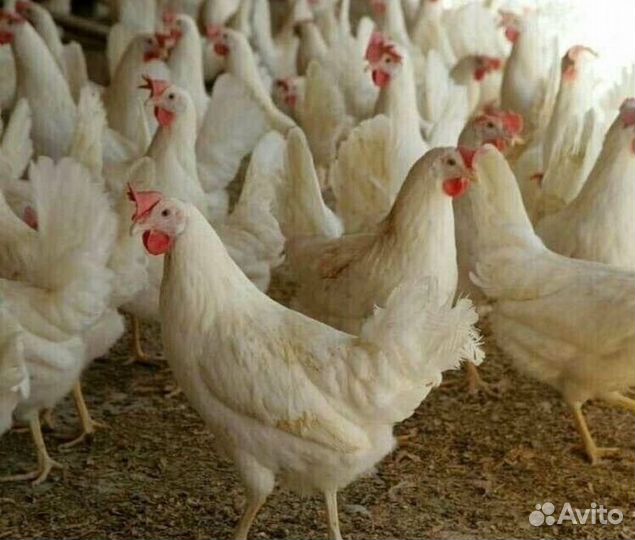 Продам цыплят перепелок суточных и подрощенных