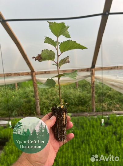 Зкс и окс Сосна Ель Лиственница сеянцы Голуб горн