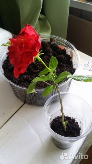 Гибискус (китайская роза)